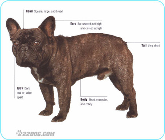 BULLDOG BRINDLE    INTERCHANGEABLE HEAD SEE  BREEDS,BODIES @  STORE 